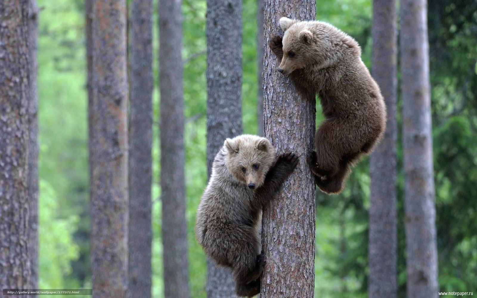 1600x1000 Download wallpaper animals, nature, wallpaper free desktop wallpaper in the resolution 1920x1200