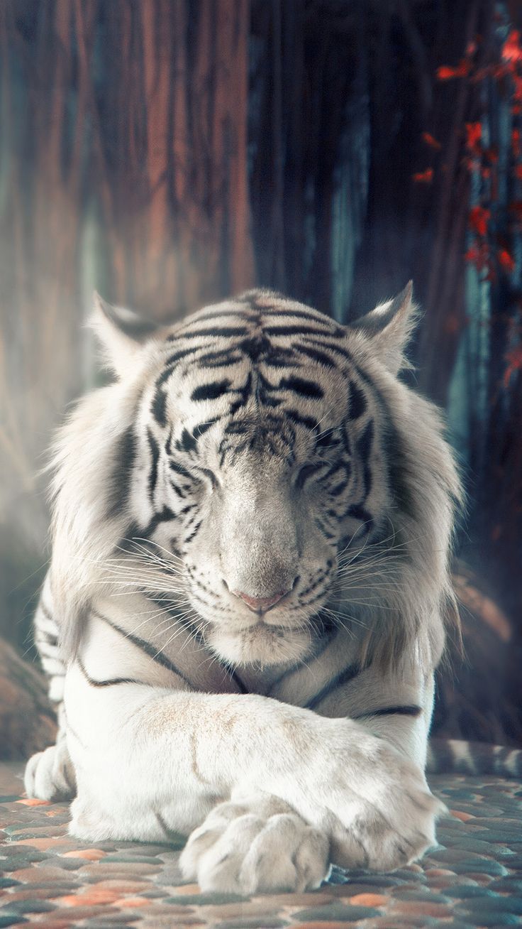 736x1308 Animal Wallpaper Beautiful Aesthetic Babyroom Nursery. แมว, เสือ