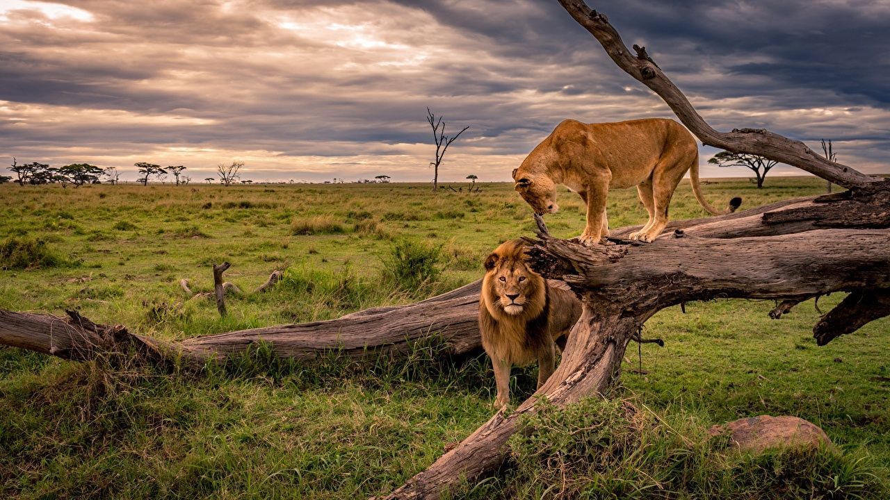 1280x720 Wallpaper Lions Lioness Africa Nature Trunk tree Grass animal
