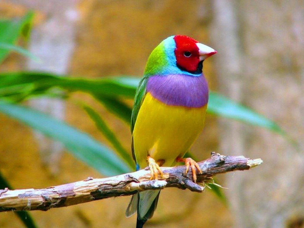 1024x768 Animal Wallpaper HD Background Animals Pho