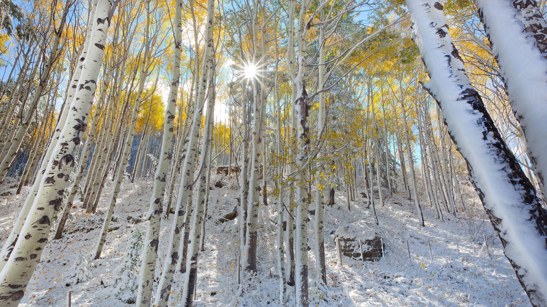 1920x1080 Birch Tree Wallpaper