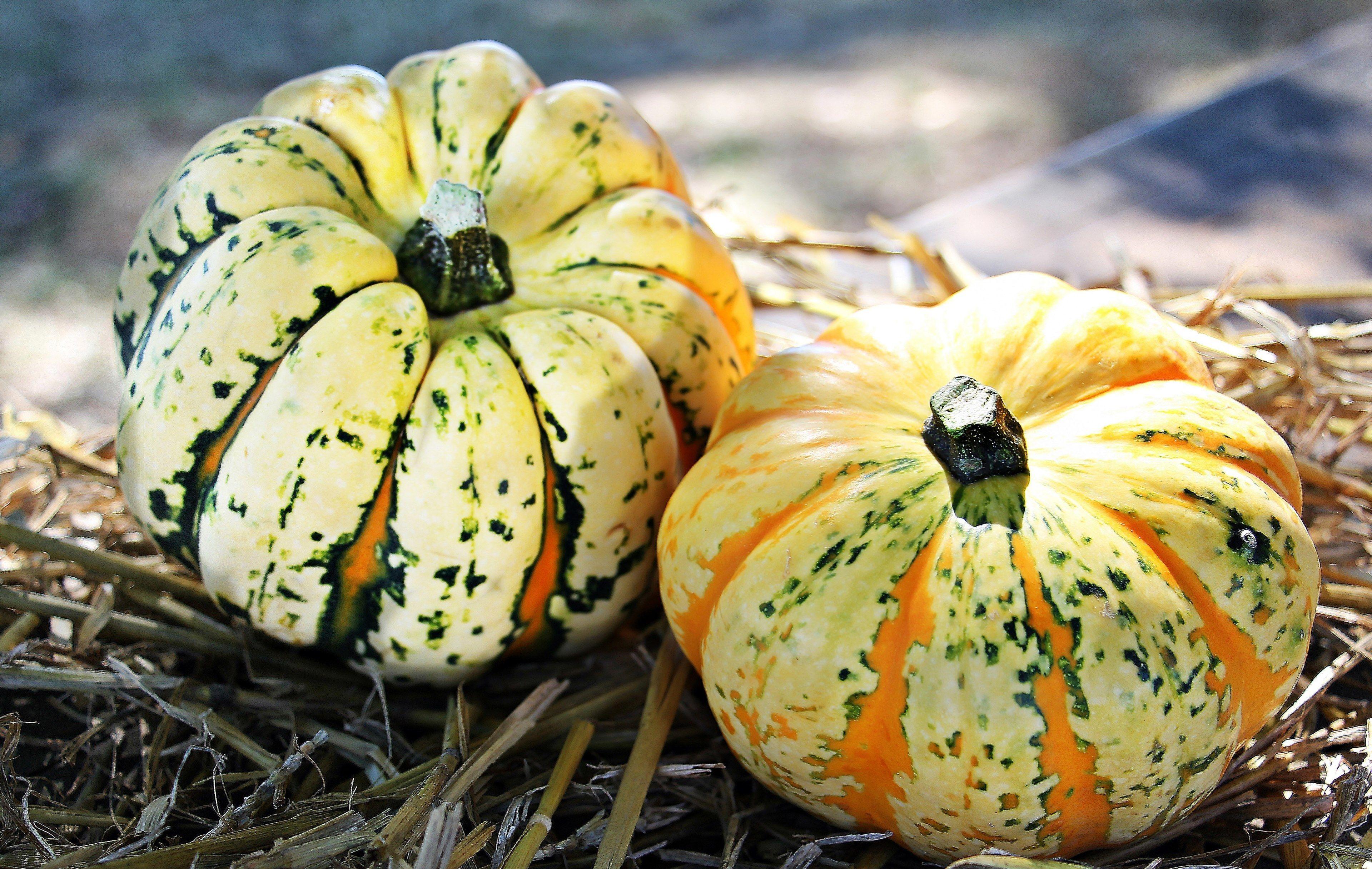 3840x2434 thanksgiving #pumpkins #autumn #autumn decoration 4k wallpaper