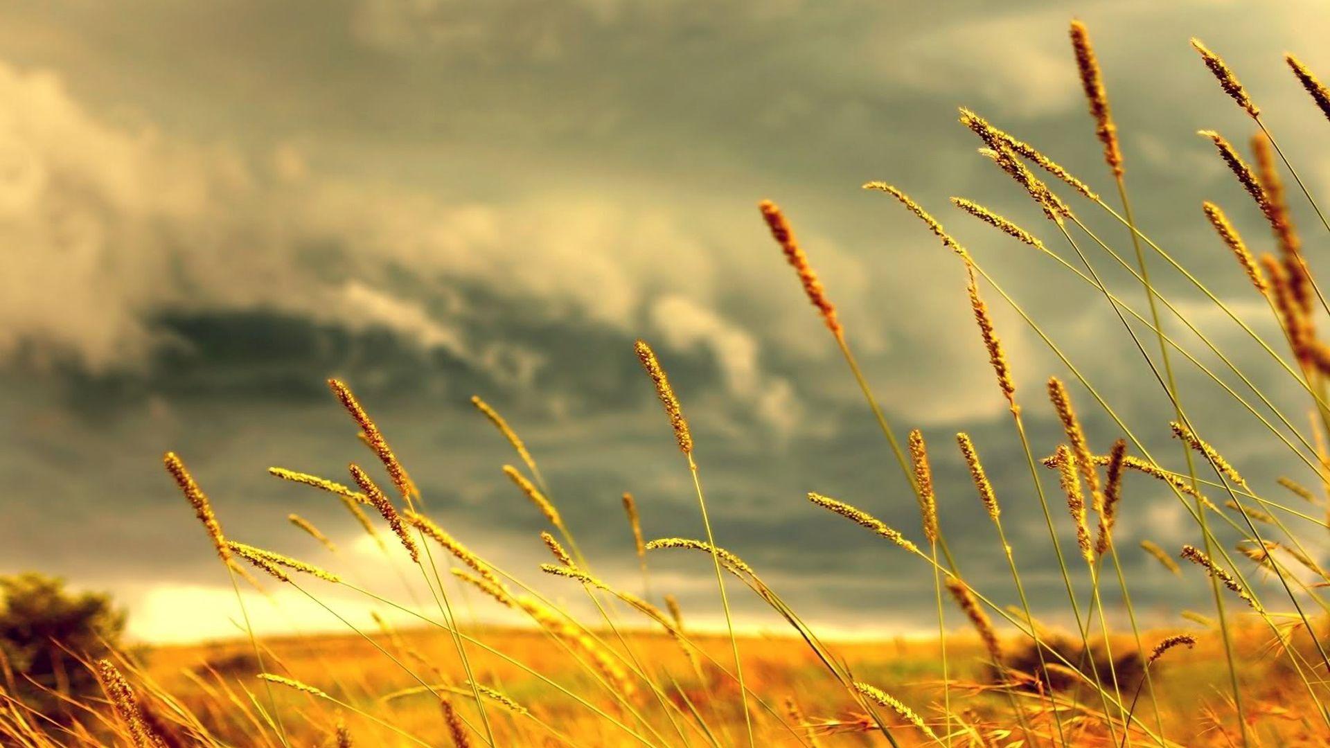 1920x1080 Wallpaper HD 1920x1080 nature Gallery