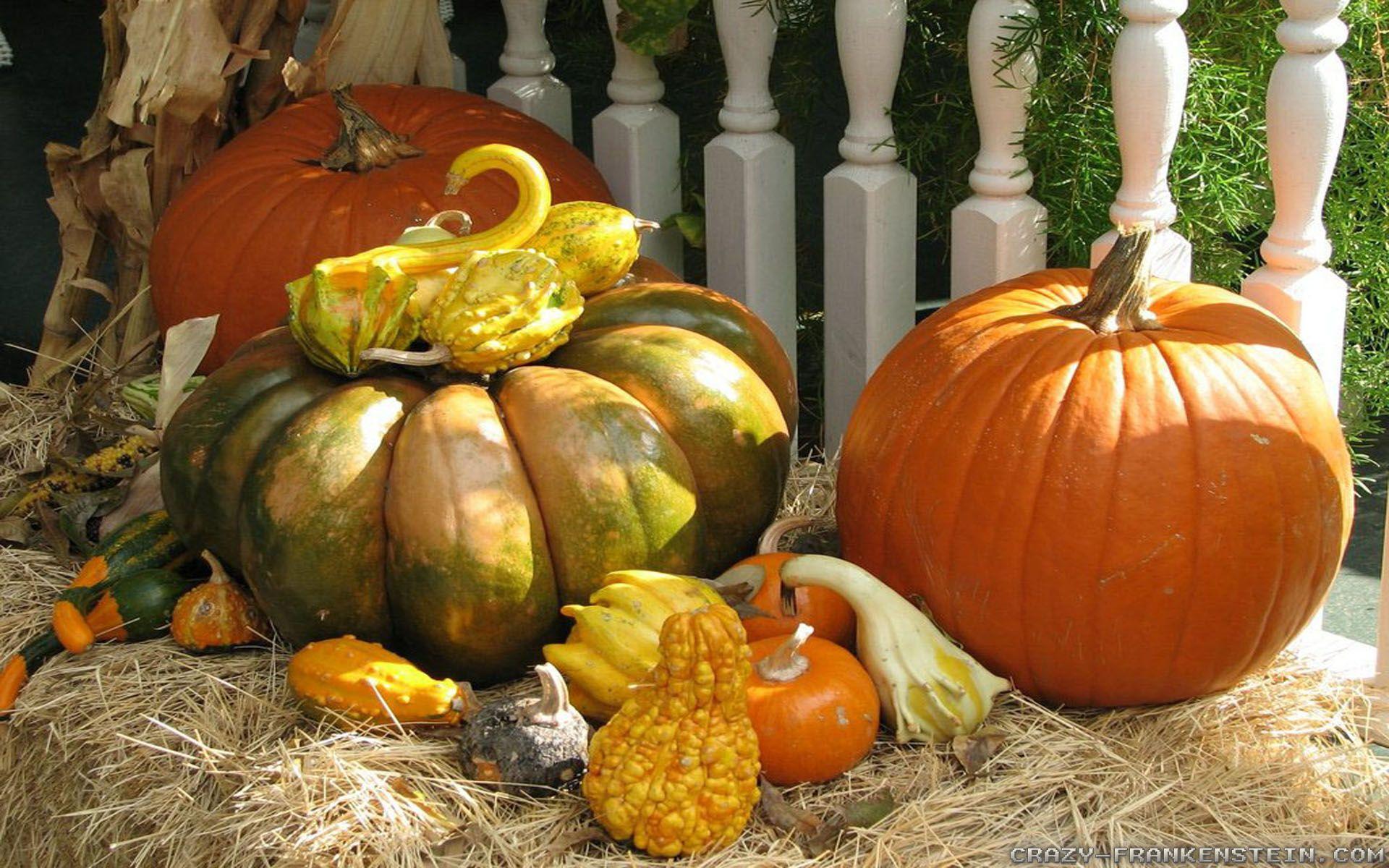  Thanksgiving Gourd Wallpapers Top Free Thanksgiving 