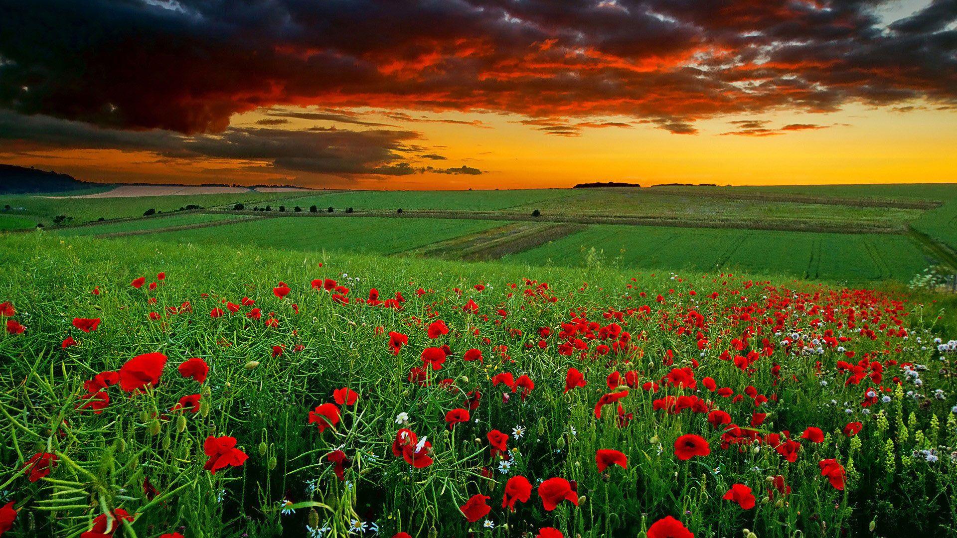 1920x1080 Hd Nature Wallpaper