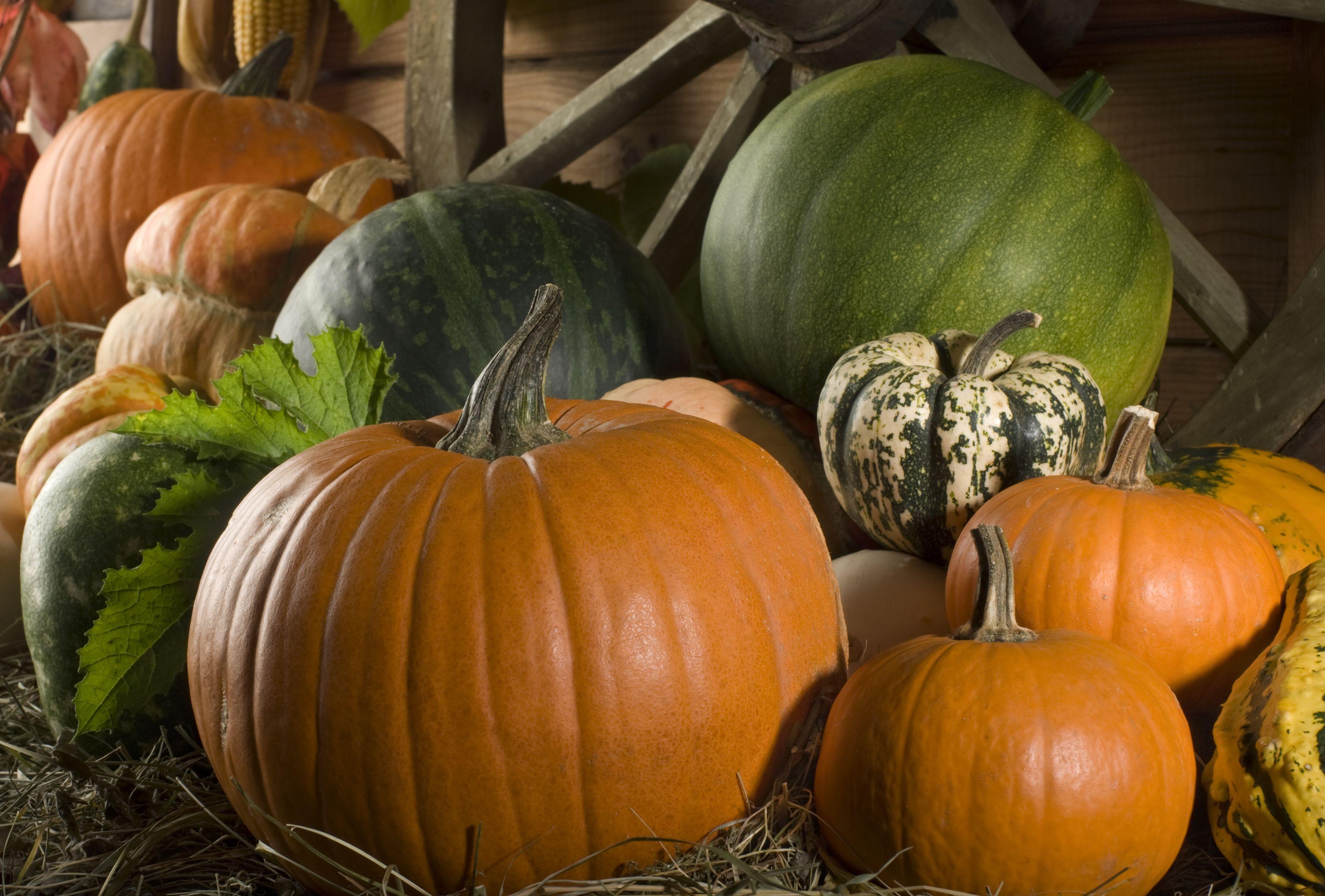 3714x2513 3714x2513px Gourds (2879.18 KB).07.2015