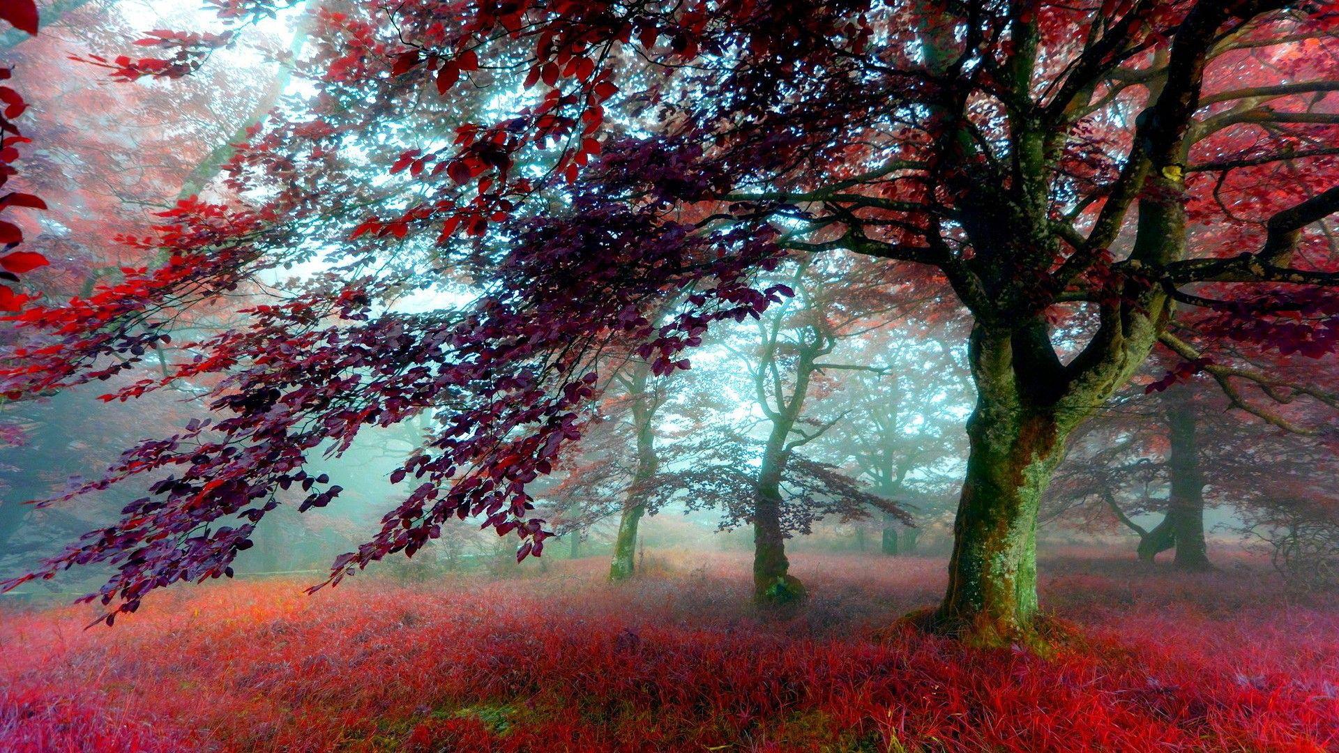1920x1080 nature tree.[1920X1080]