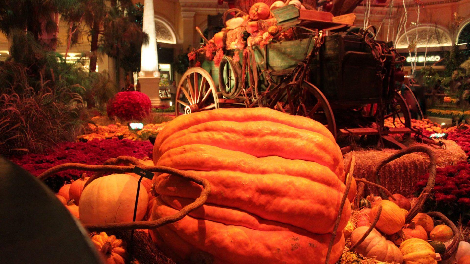 1920x1080 Thanksgiving Tag wallpaper: Thanksgiving Season Flowers Colorful