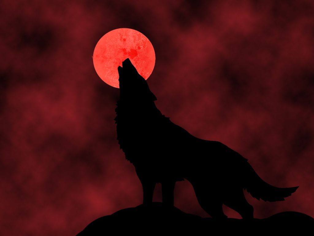 1024x768 Cool Red Wolf Wallpaper