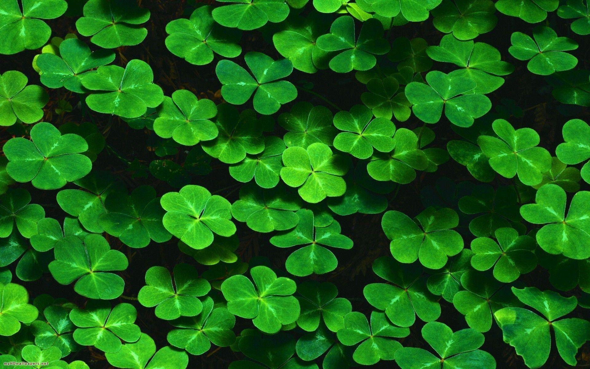 190 Best good luck ideas  clover leaf luck good luck
