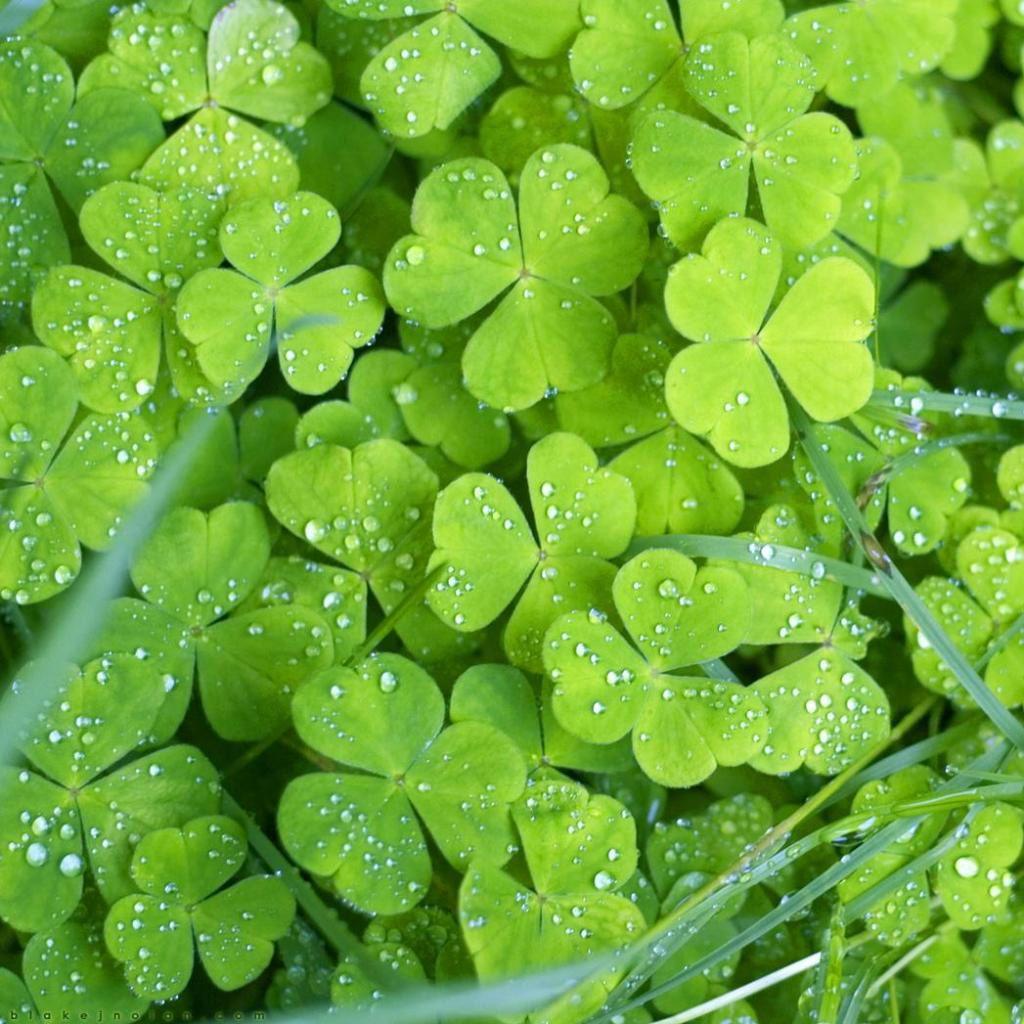 1024x1024 Is Your Lucky Charm Something You Want to Have, Or Something That is