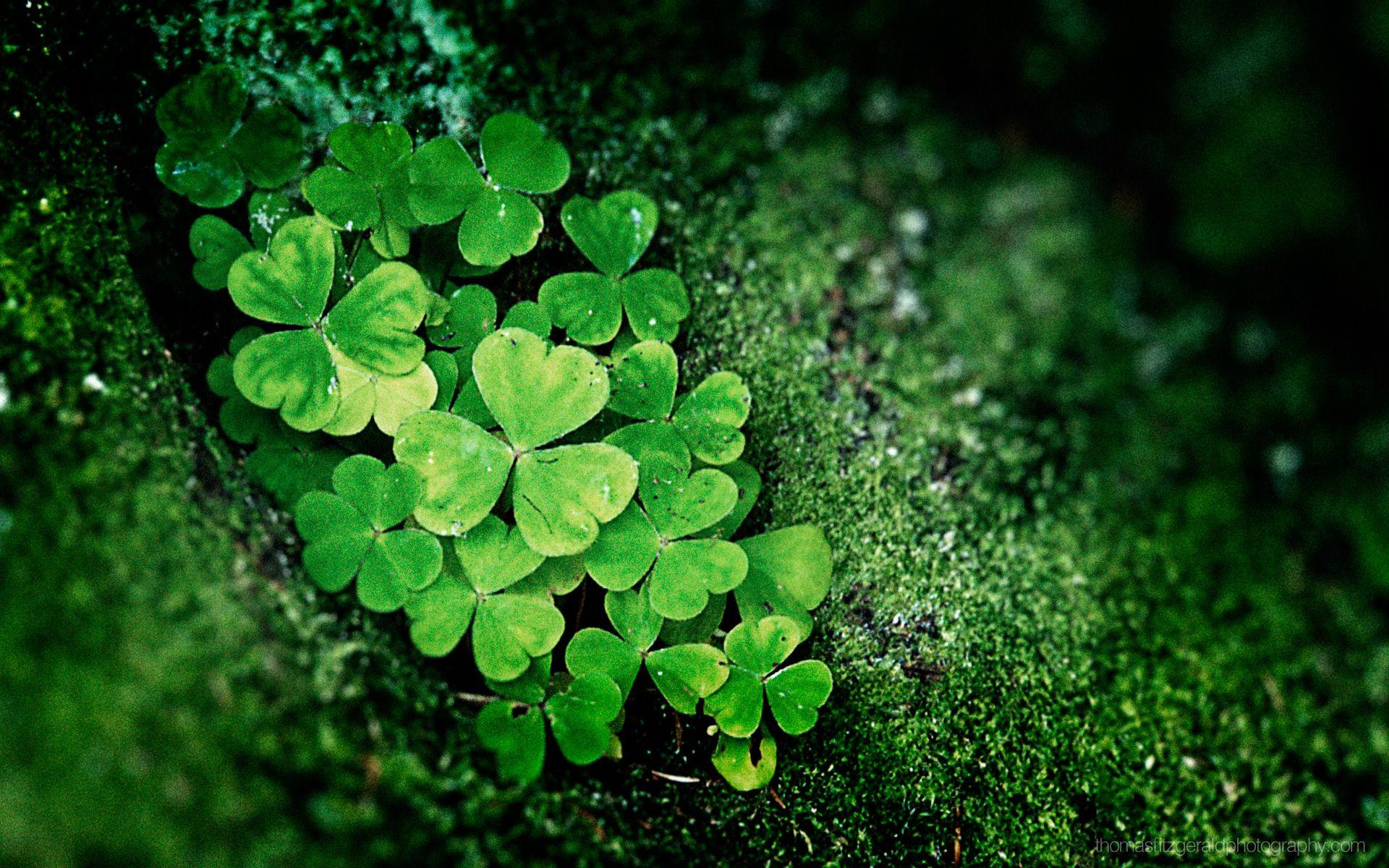 Green Leaves, lucky, HD phone wallpaper | Peakpx