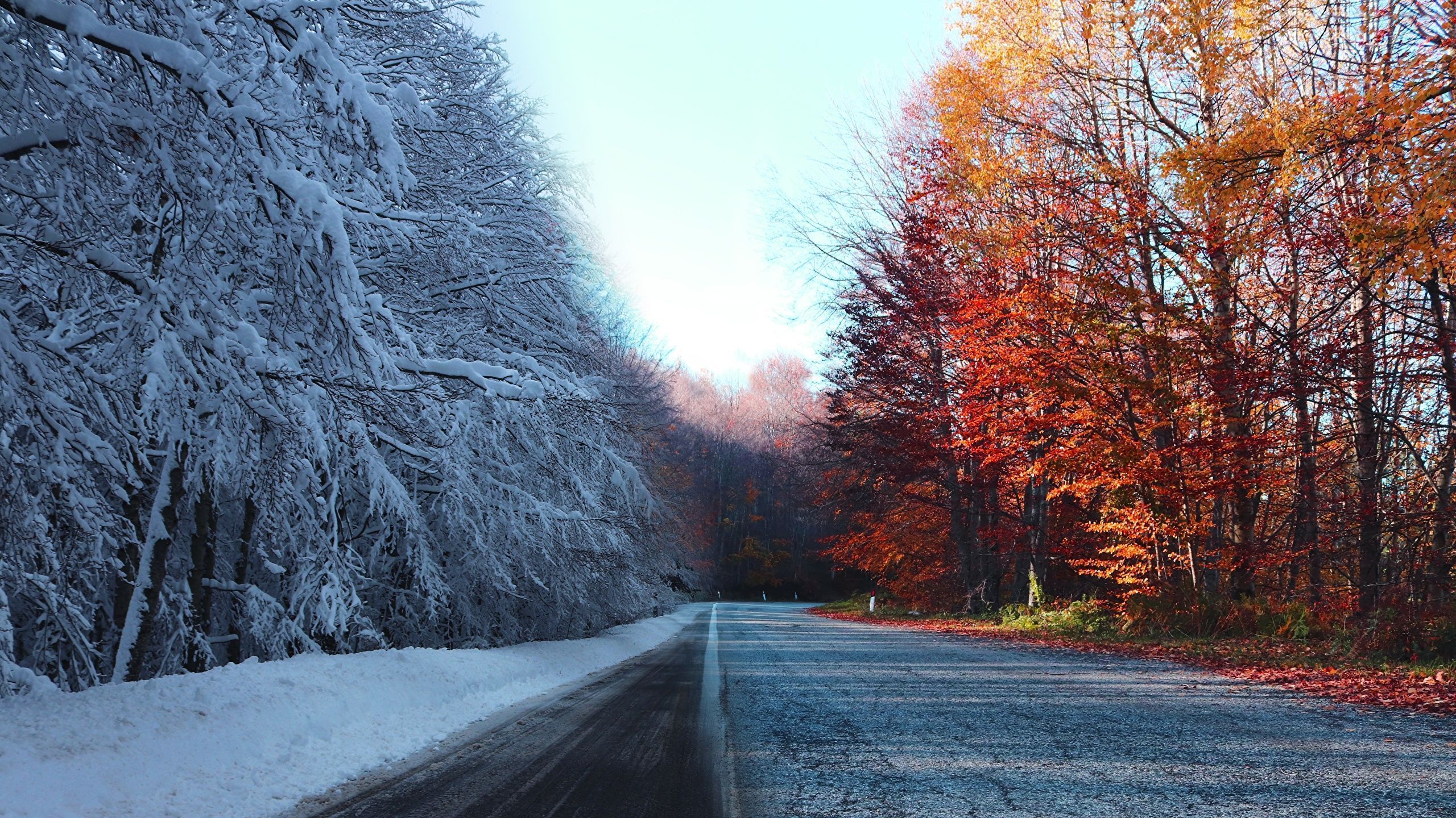 2560x1440 Desktop Wallpaper Autumn Winter Nature Snow Roads Trees 2560x1440