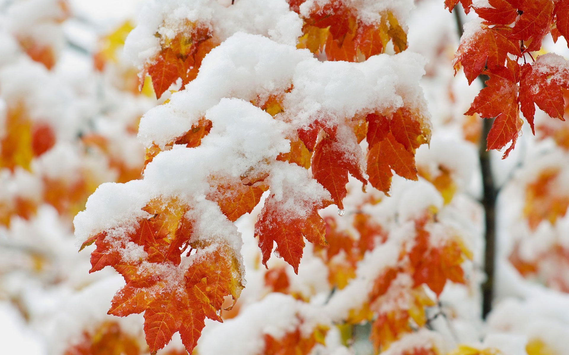 1920x1200 Autumn Snowfall Wallpaper