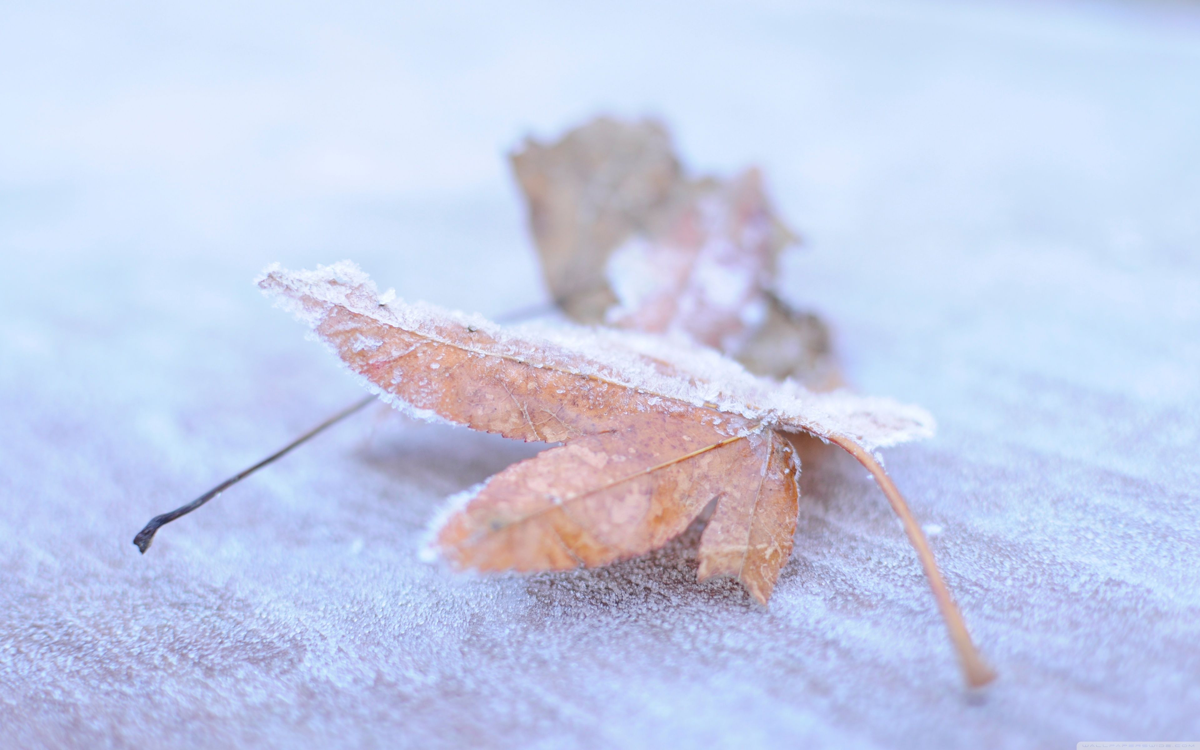 3840x2400 Autumn & Winter Ultra HD Desktop Background Wallpaper for 4K UHD TV : Tablet