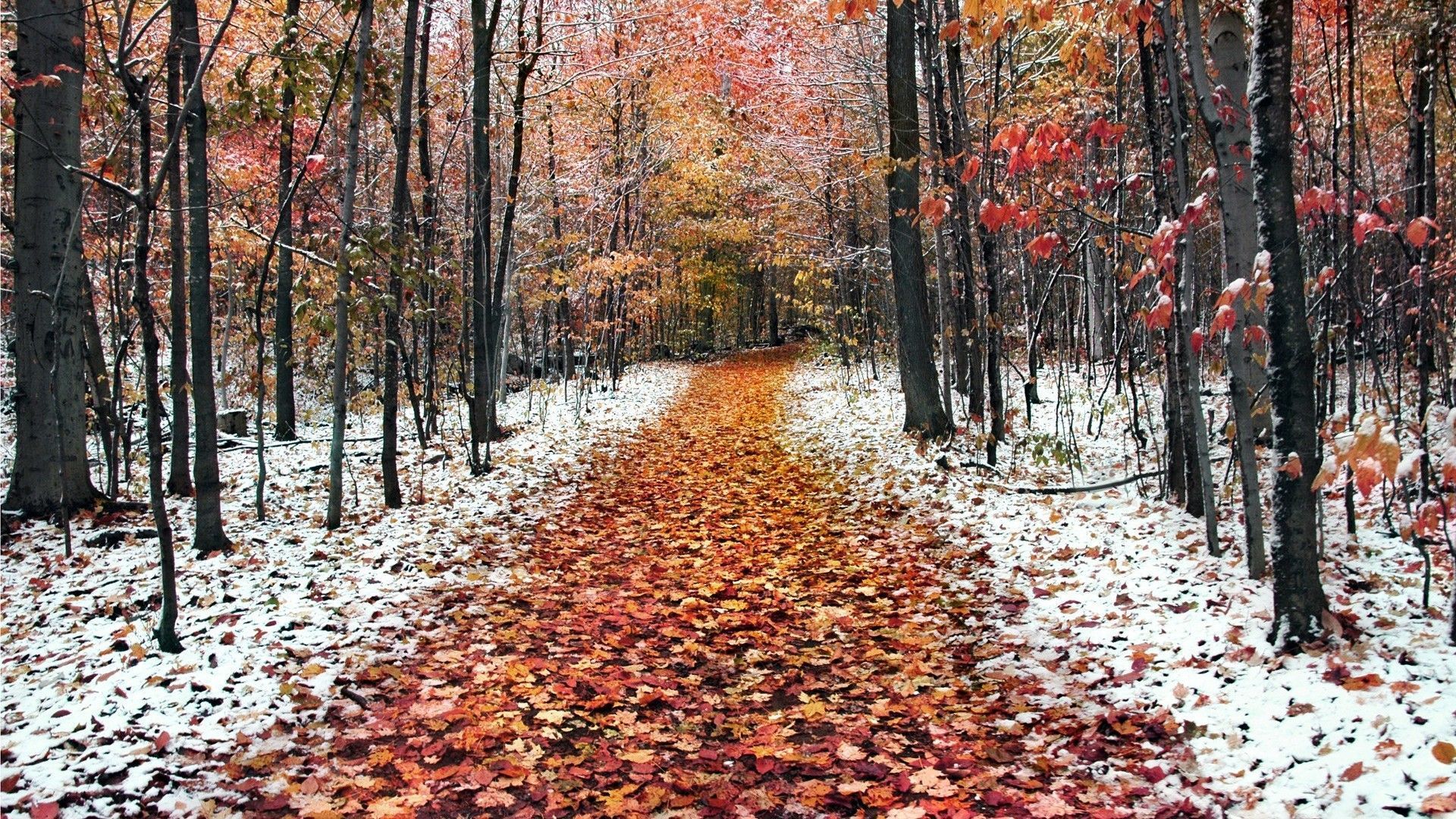 1920x1080 Frosty Morning. November wallpaper, Winter landscape, Winter wallpaper