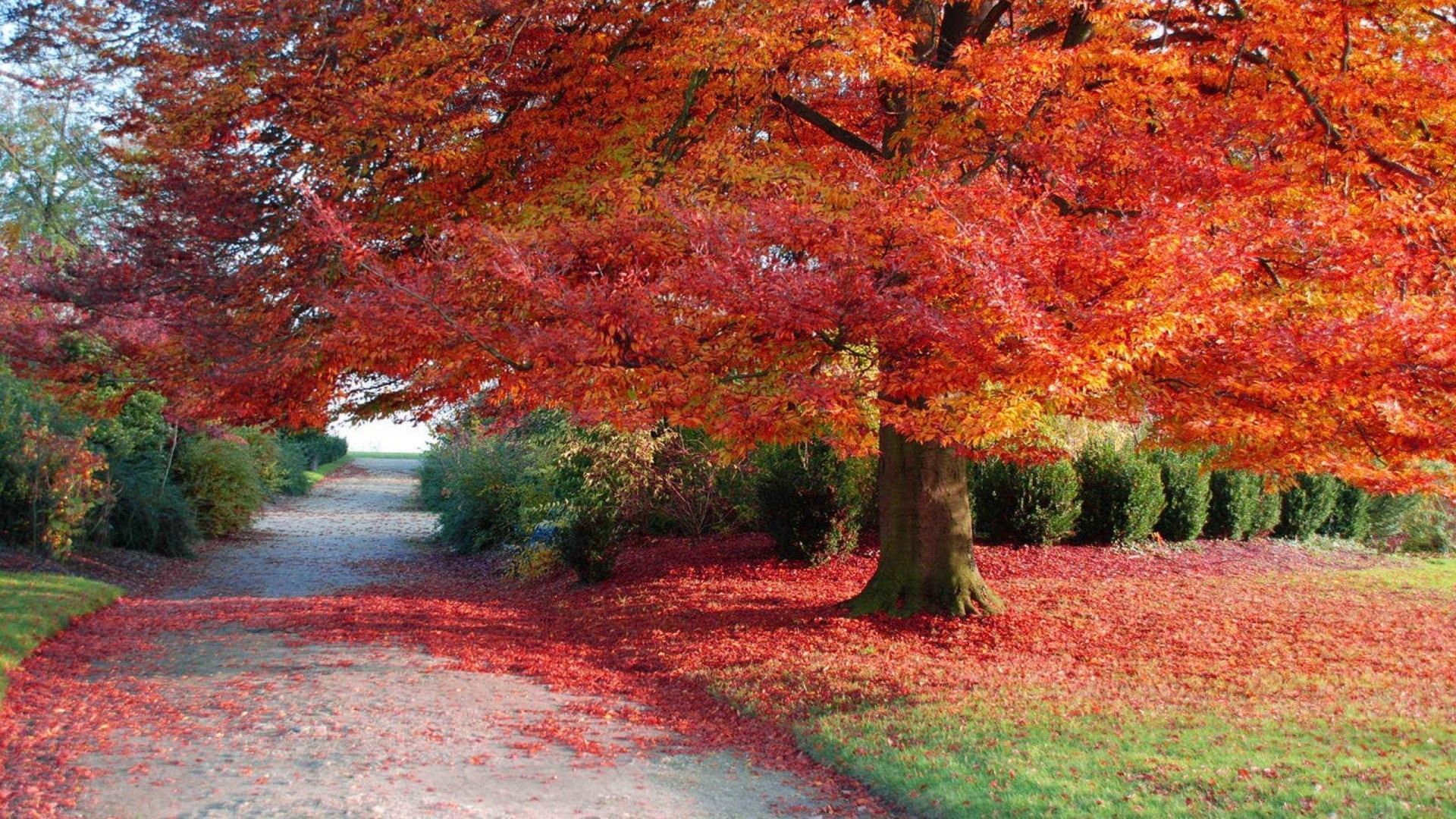 1920x1080 Autumn Winter Leaf Desktop HD Wallpaper For Your XFCE Desktop