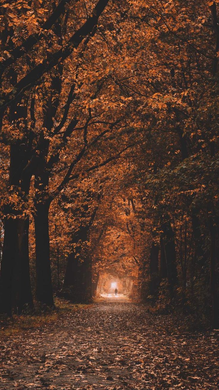 736x1309 Autumn Color iPhone Wallpaper. Northern lights wallpaper, iPhone wallpaper, Fall wallpaper