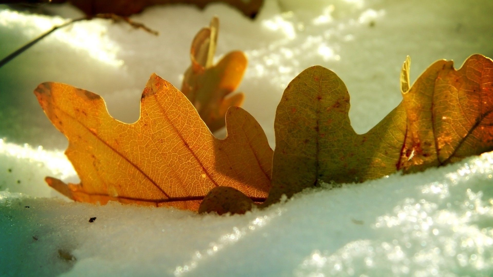 1920x1080 Leaf, oak, autumn, snow, winter. picture, photo, desktop wallpaper