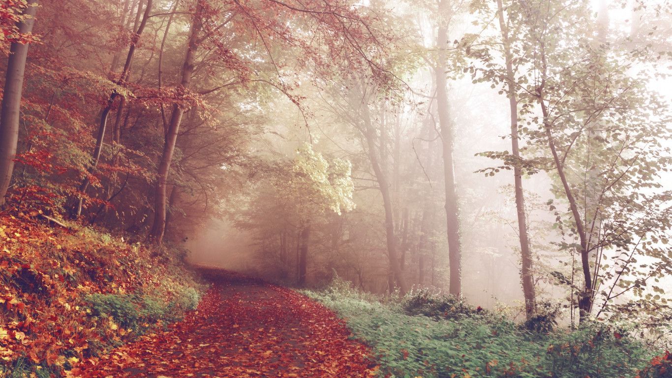 1366x768 Download wallpaper: Best Autumn view from 2015 1366x768