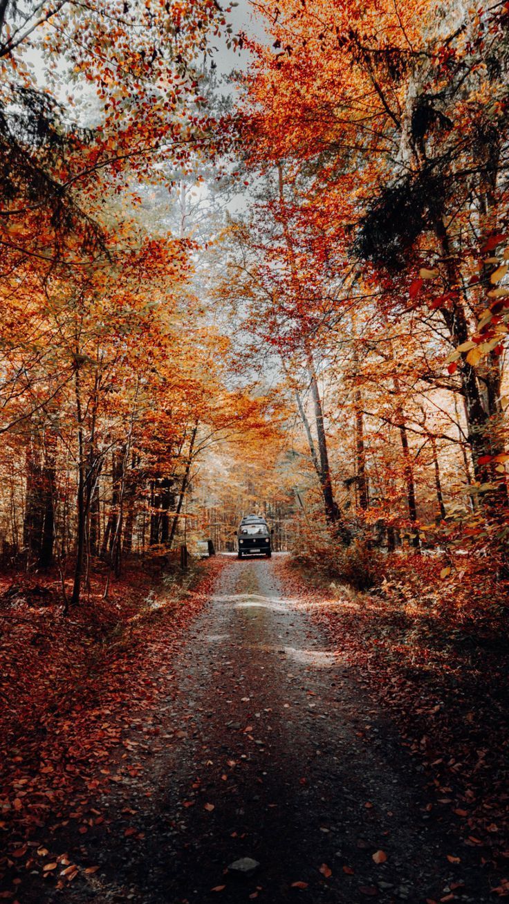 736x1307 Download wallpaper 2160x3840 forest, road, car, autumn, nature samsung galaxy s s note, sony xperia z, z z. Winter wallpaper, Forest road, Fall road trip