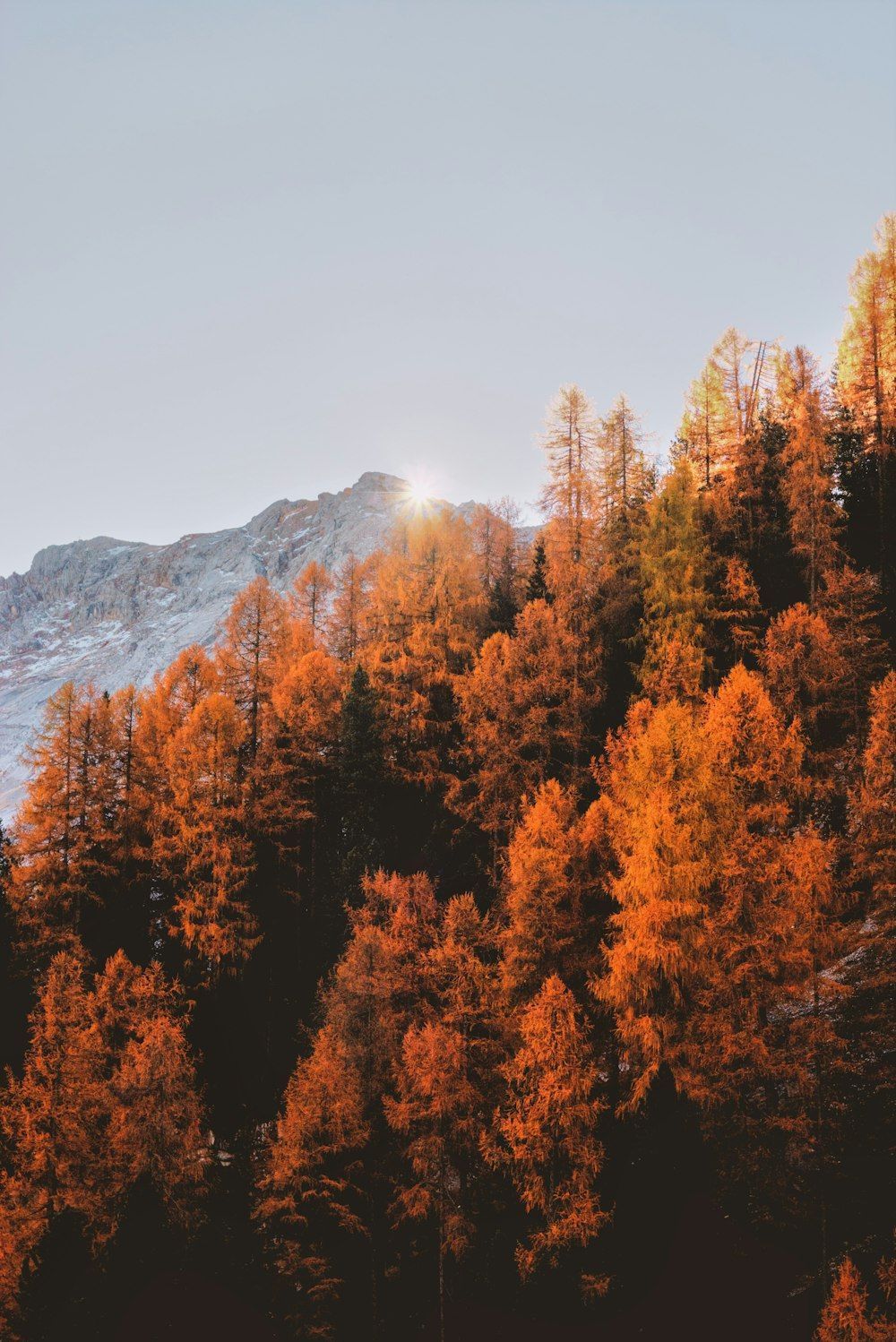 1000x1498 Autumn Wallpaper: Free HD Download [HQ]