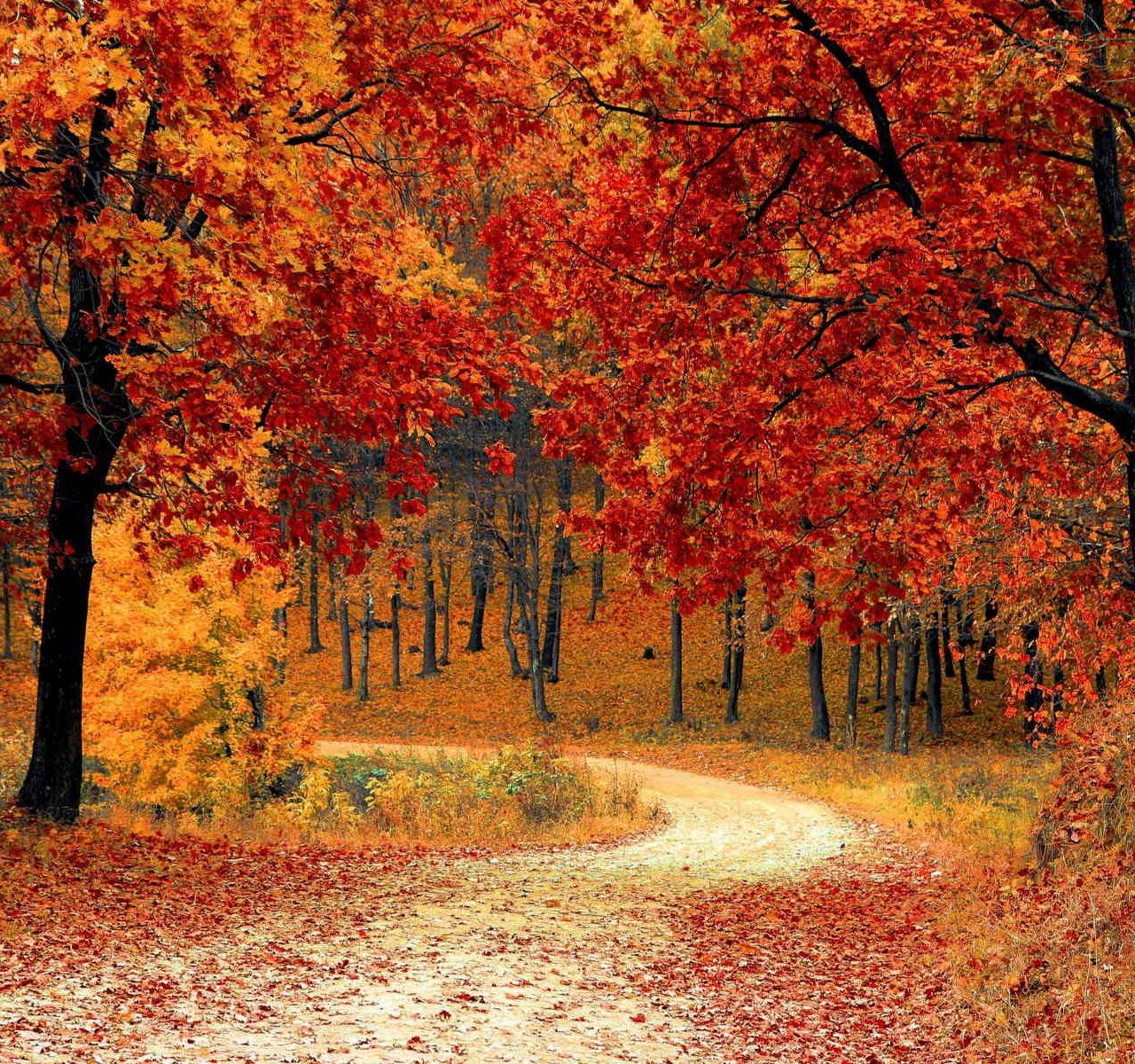 1280x1200 Autumn HD wallpaper
