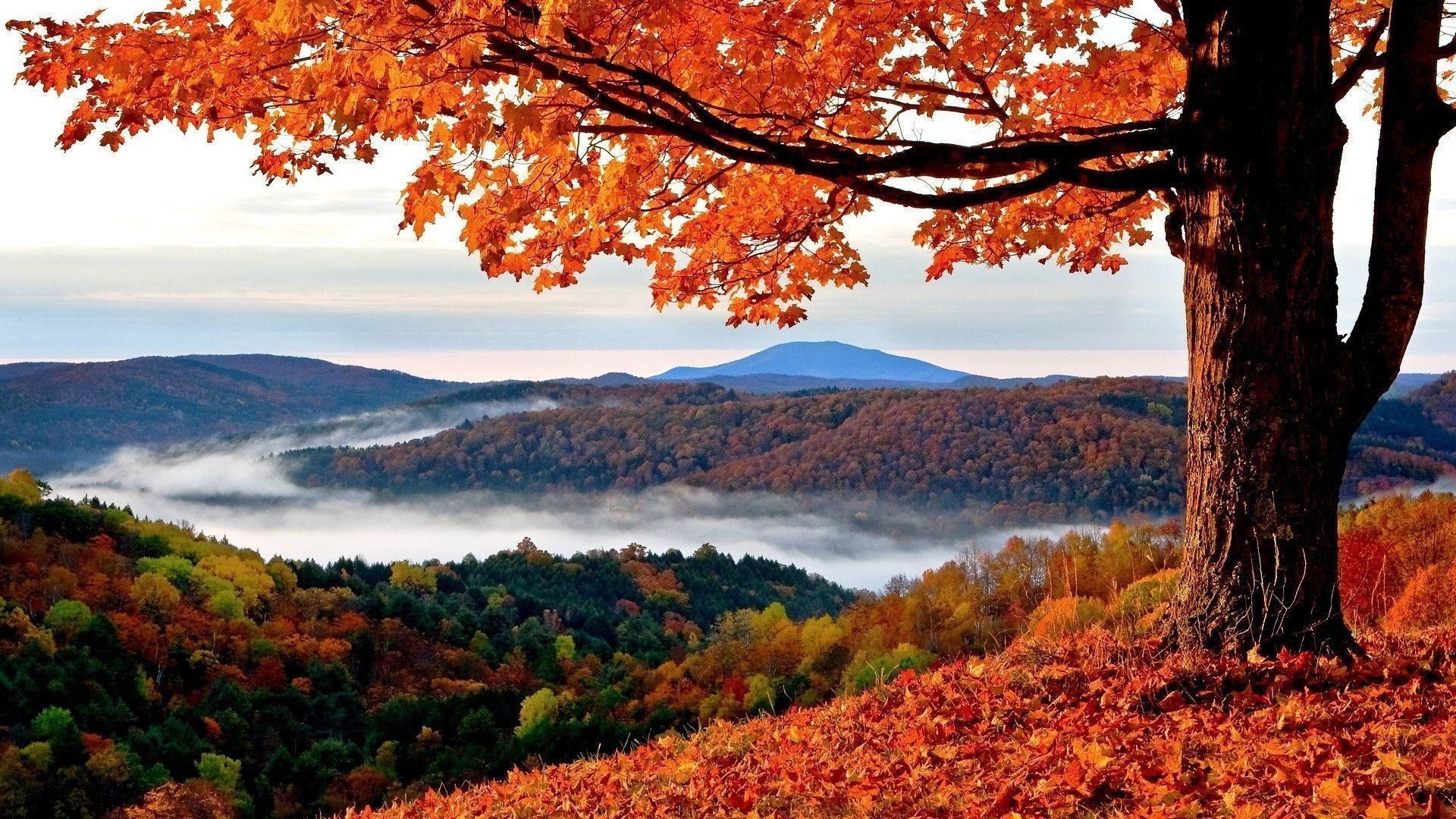 1920x1080 Desktop Autumn Wallpaper Explore more Autumn, Before Winter, Fall, Leaf Fall, Season wallpaper.. Beautiful landscapes, Scenic routes, Ocean landscape