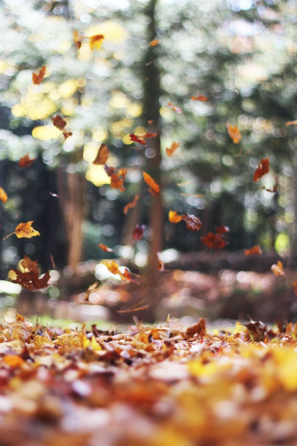 1000x1500 Autumn Image. Download Free Image