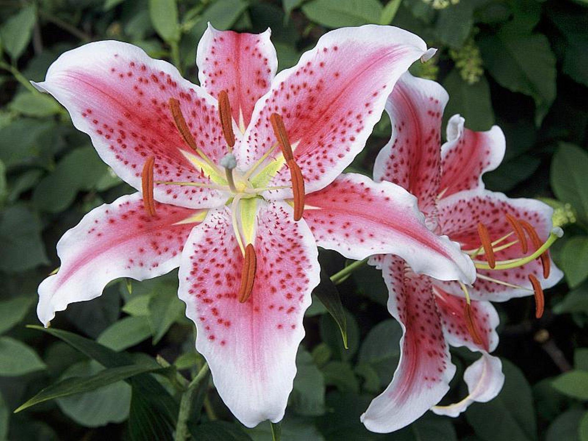 1880x1410 Stargazer Lily Wallpaper