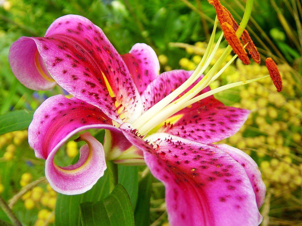 1280x960 Stargazer Lily Wallpaper