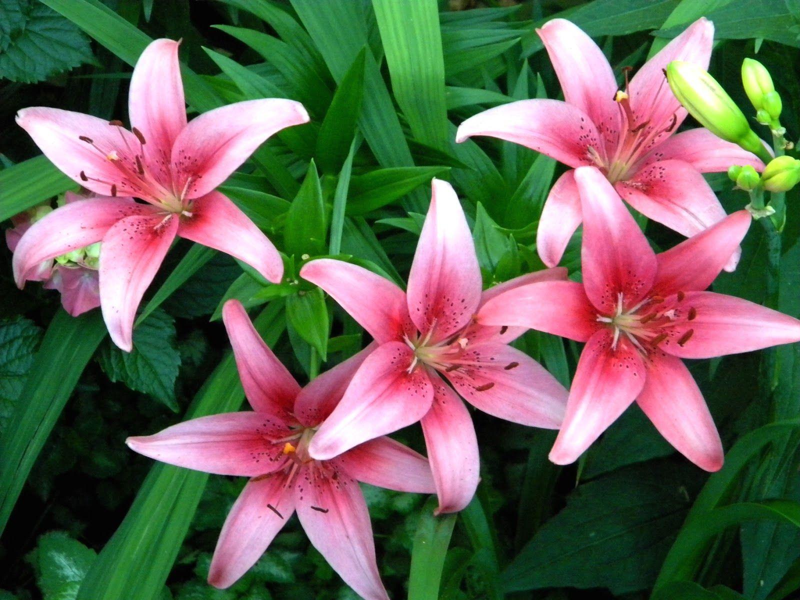 1600x1200 image For > Pink Stargazer Lilies. Perfect Petals. Lilium, Lily
