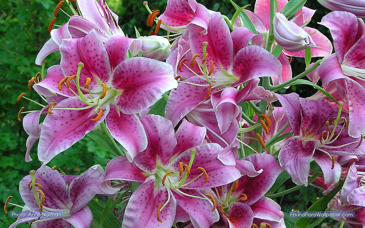 1280x800 Stargazer Lily. super natural stargazer lily