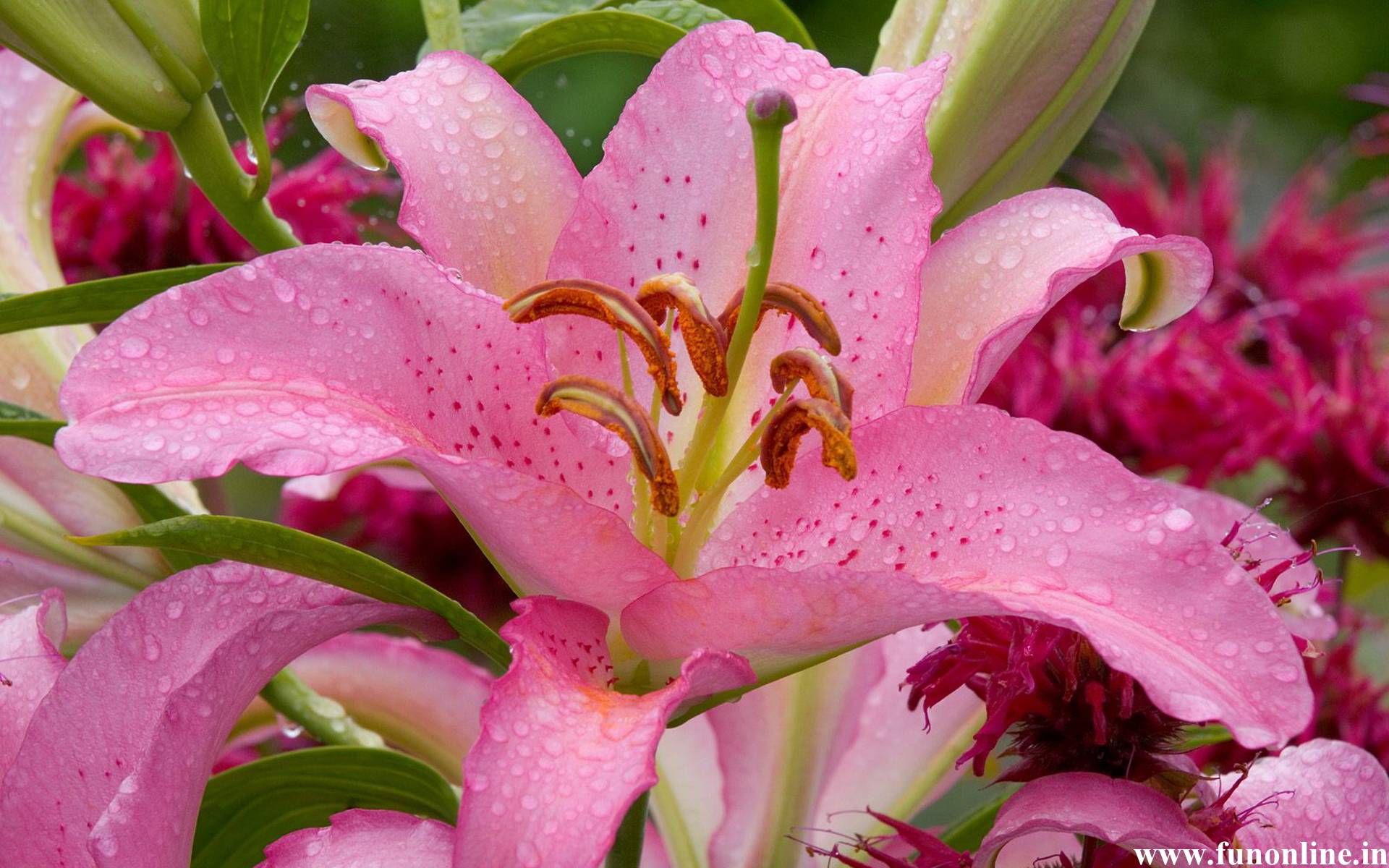 1920x1200 Stargazer Lily Wallpaper