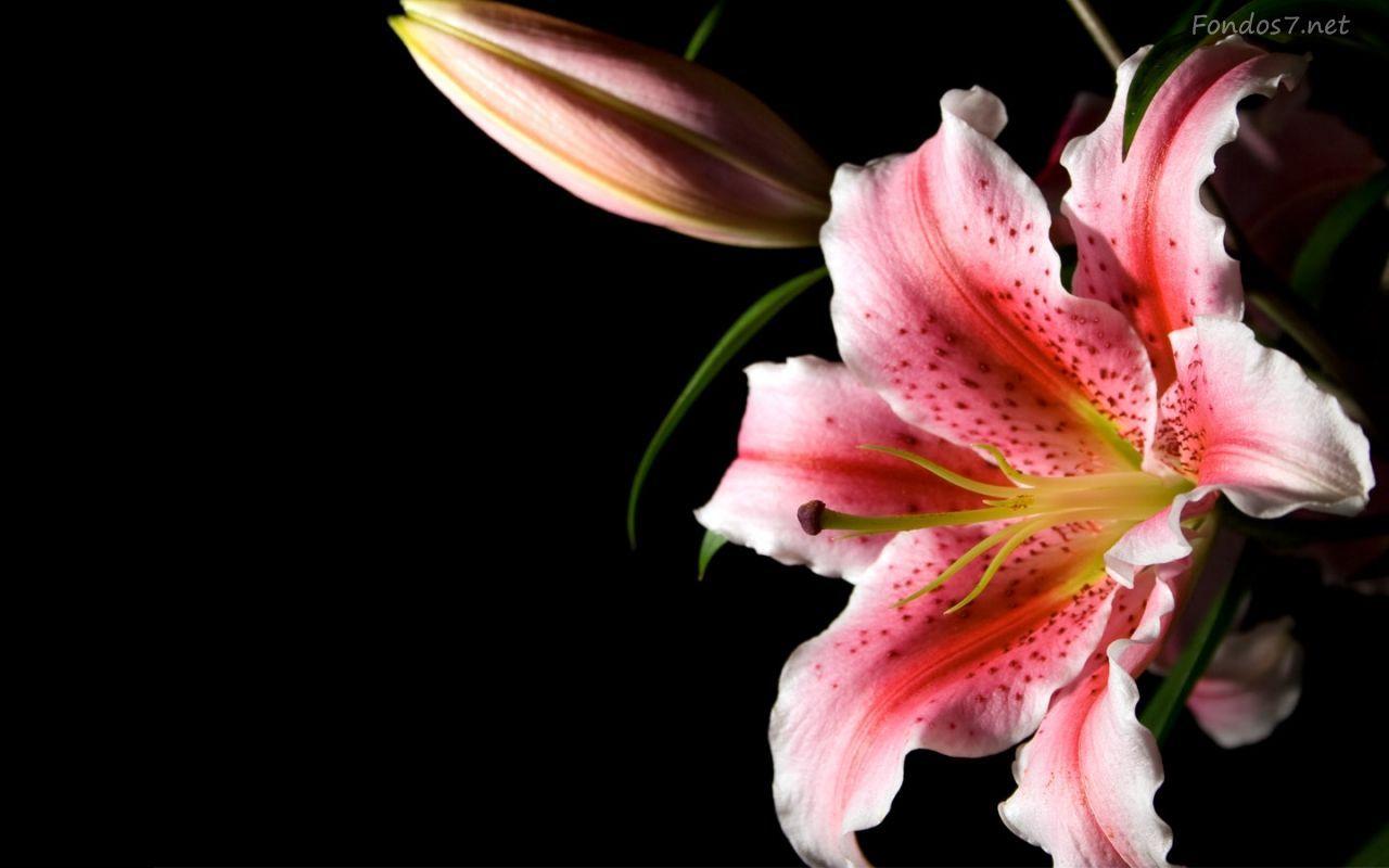 Stargazer Lily Wallpapers Top Free Stargazer Lily Backgrounds