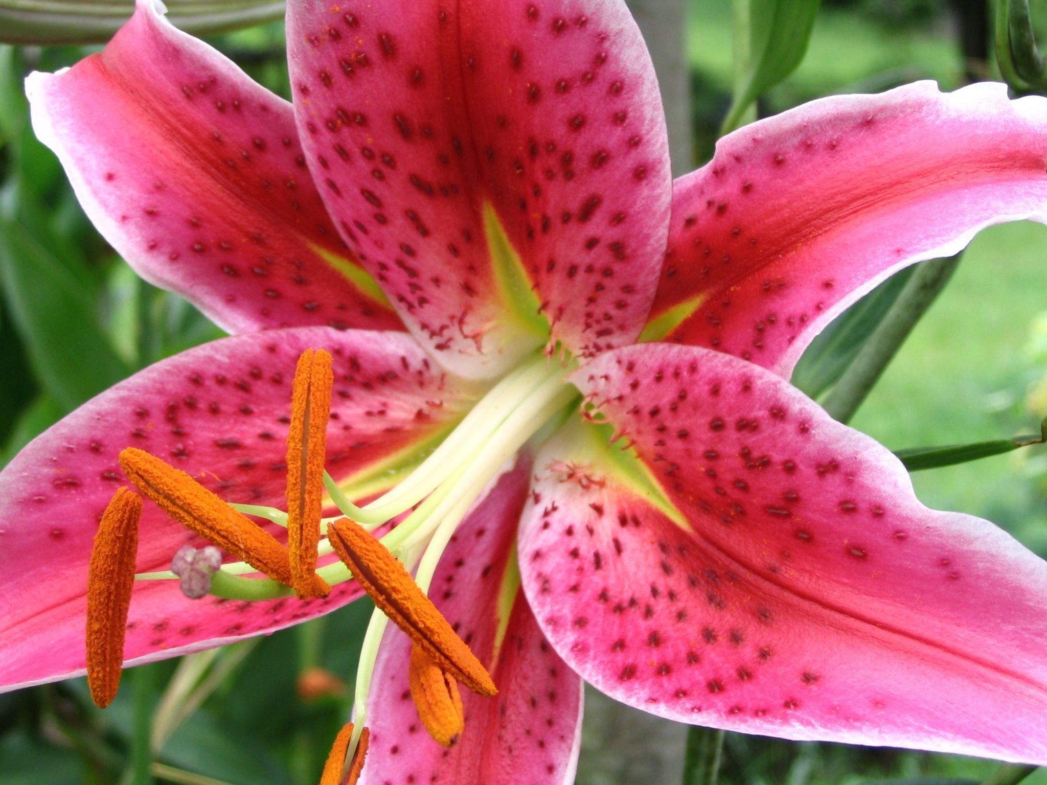 2048x1536 Stargazer Lily Wallpaper