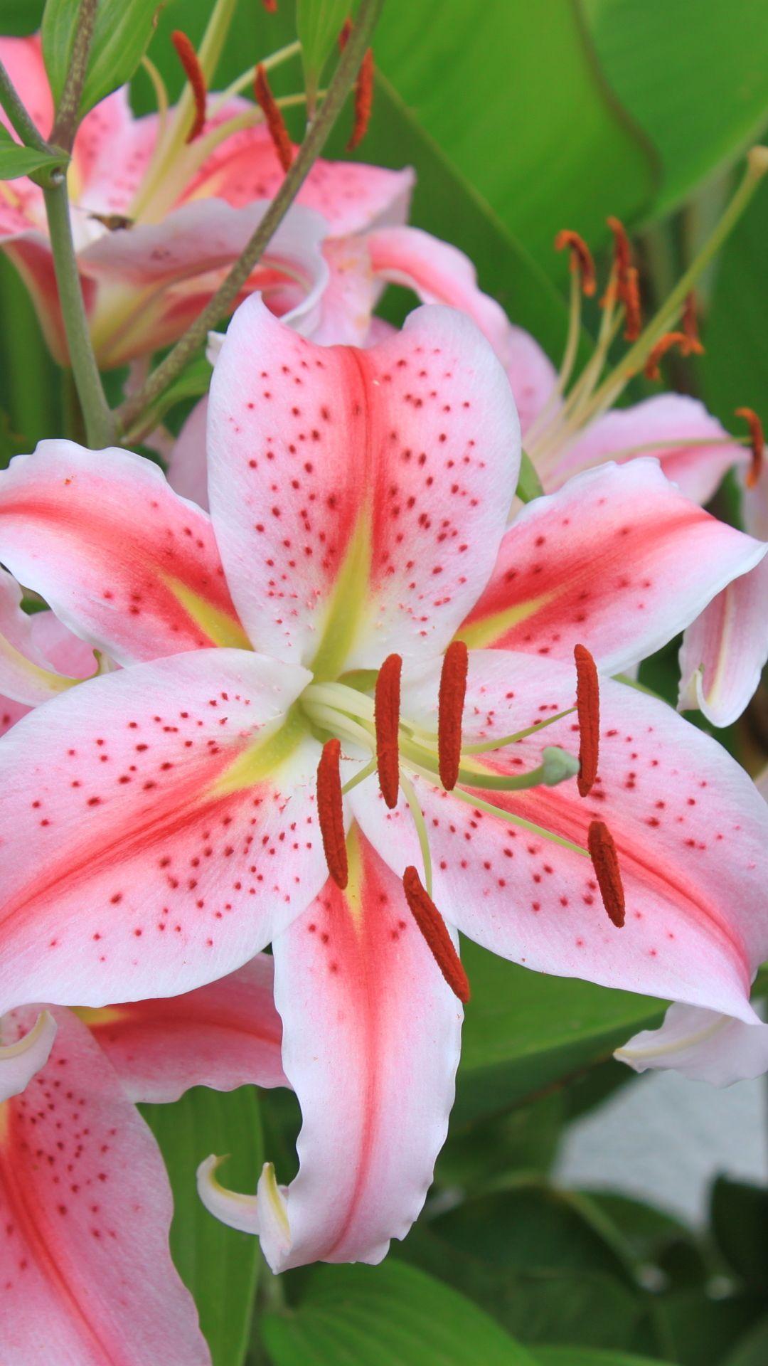 1080x1920 Earth Lily Flowers (1080x1920) Mobile Wallpaper. Lily in 2019