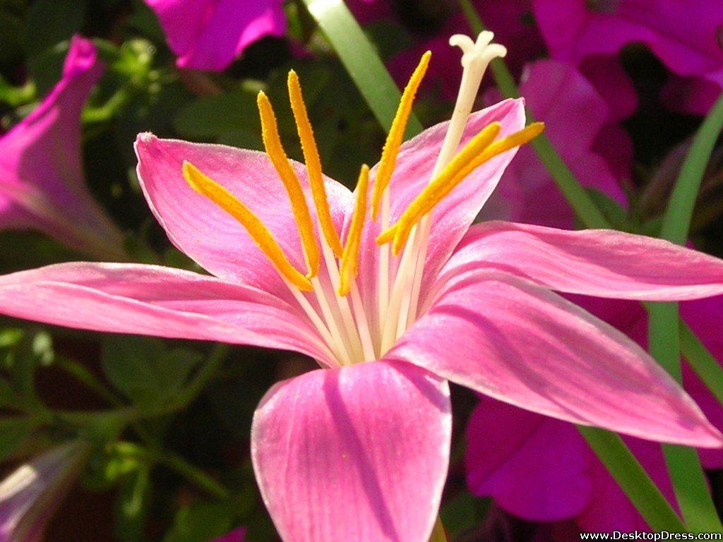 1024x768 Desktop Wallpaper Flowers Background Stargazer Lily