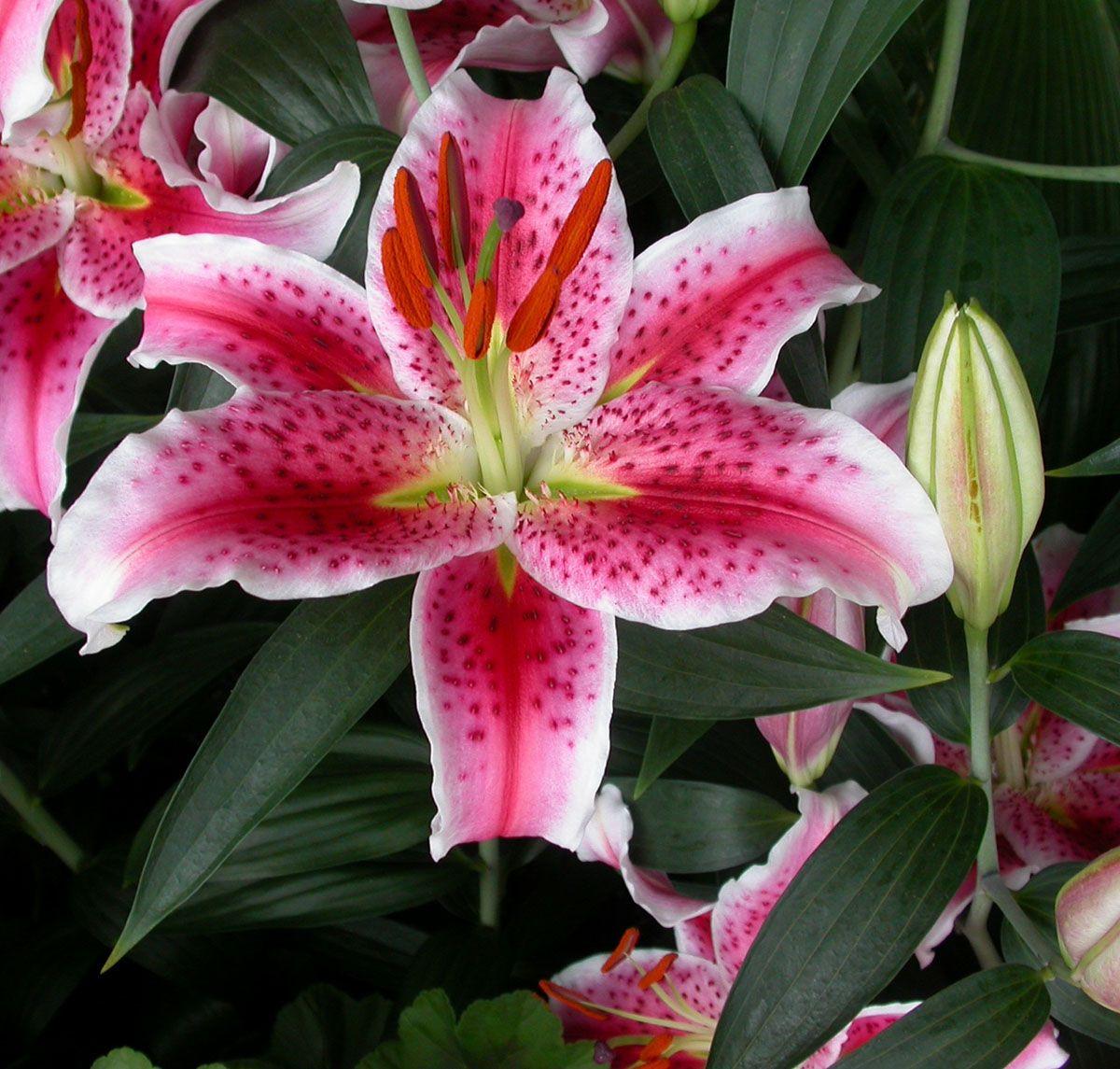 1200x1145 Free download stargazer lily wallpaper stargazer lily wallpaper