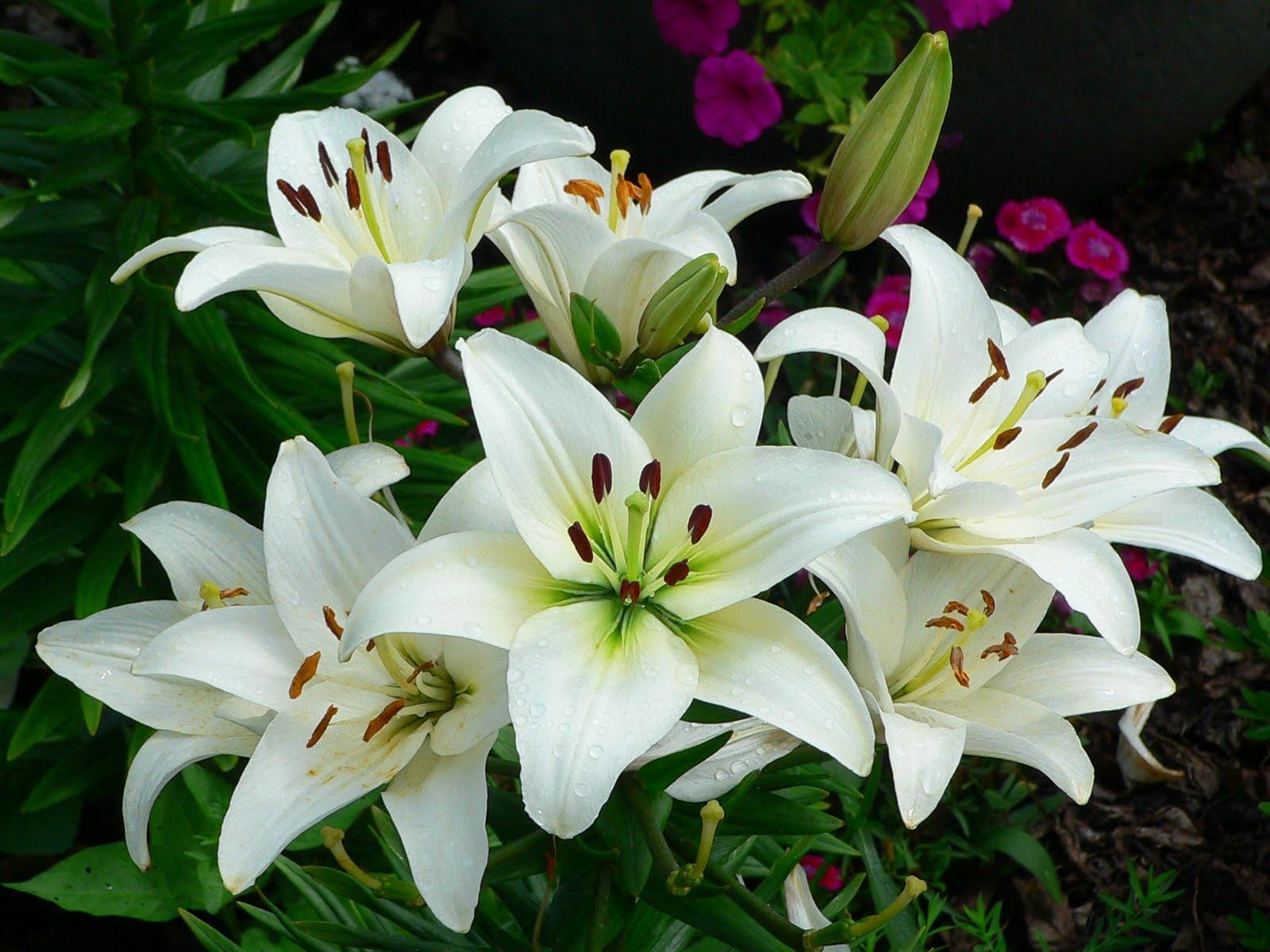 1600x1200 White Lilies Wallpaper and Background Imagex1200