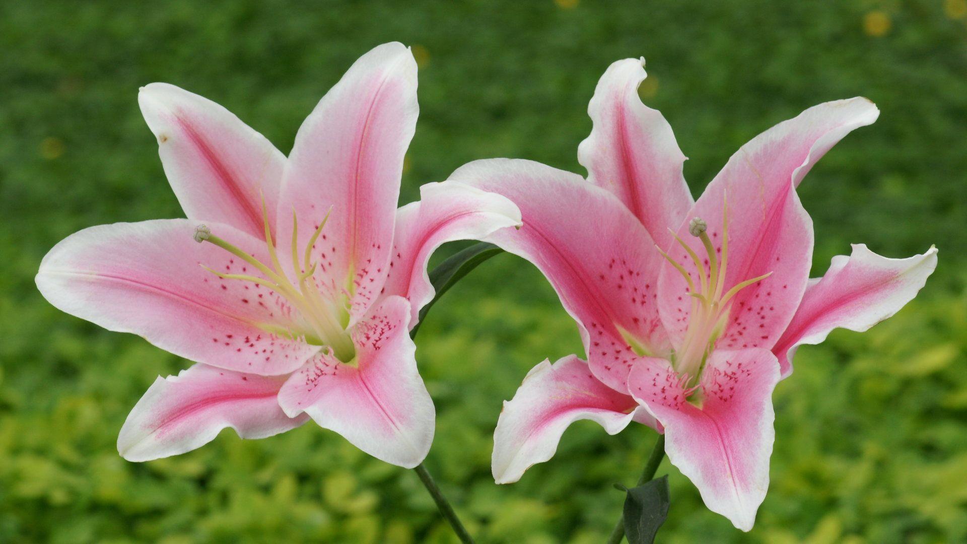 1920x1080 Stargazer Lily Wallpaper