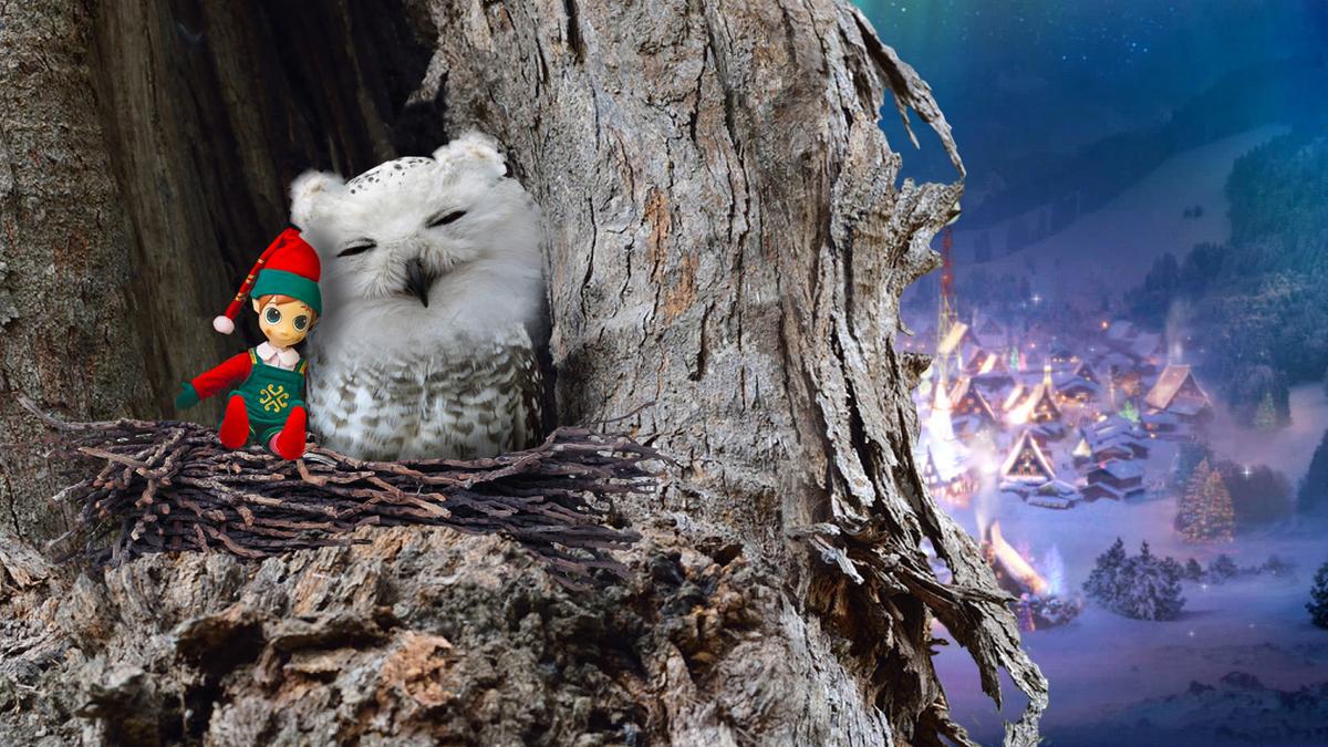 1200x675 The Stardust Owls Part 2 Story