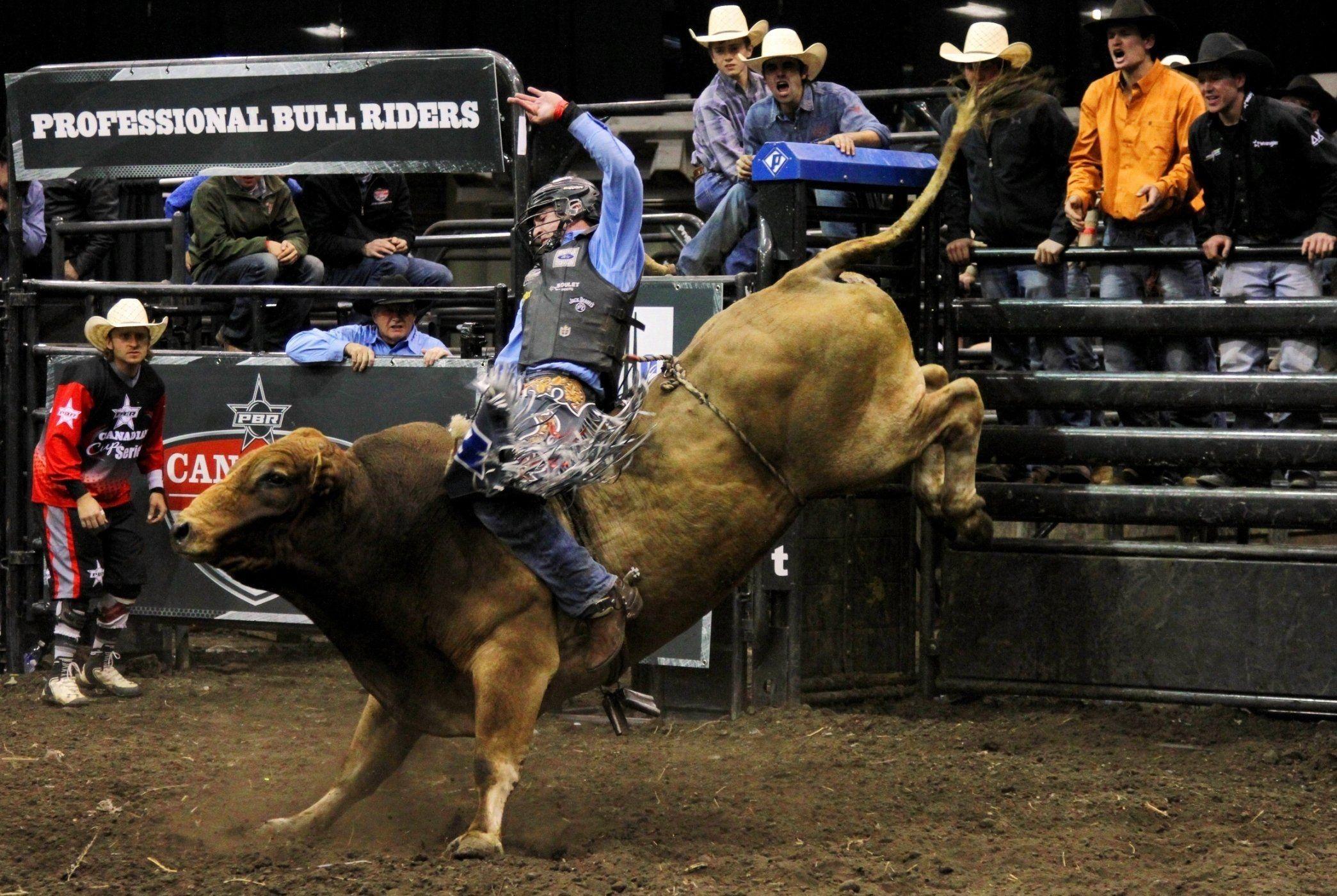 Bull riding HD wallpapers  Pxfuel