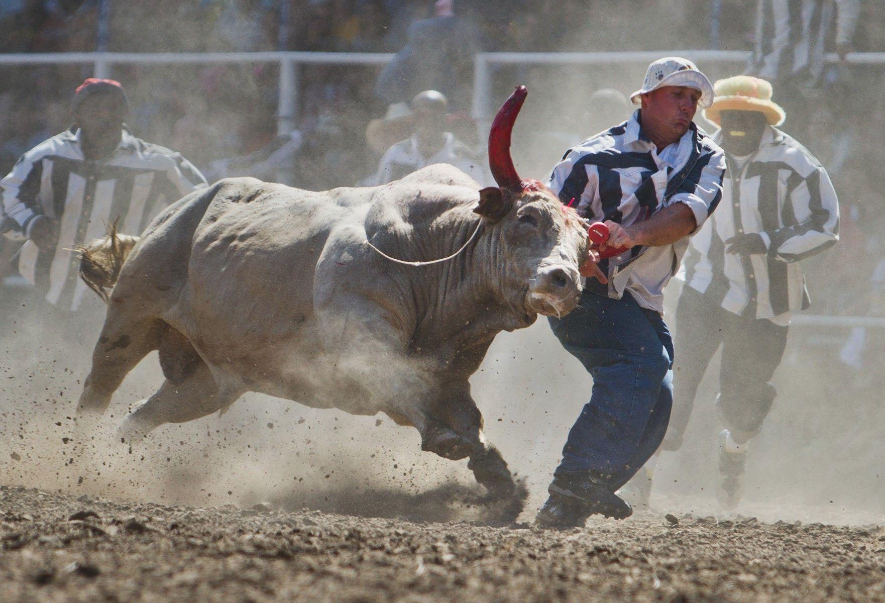 Bull Riding Wallpapers - Top Free Bull Riding Backgrounds - WallpaperAccess