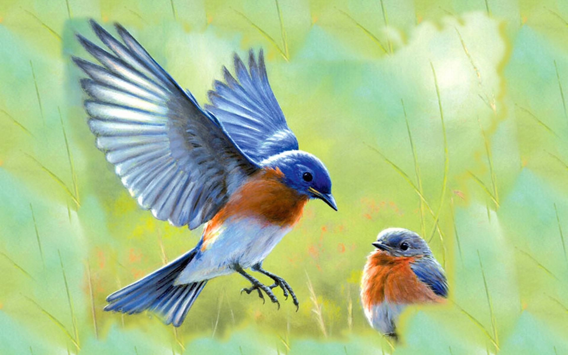 Blue Bird Wallpapers - Top Free Blue Bird Backgrounds - WallpaperAccess