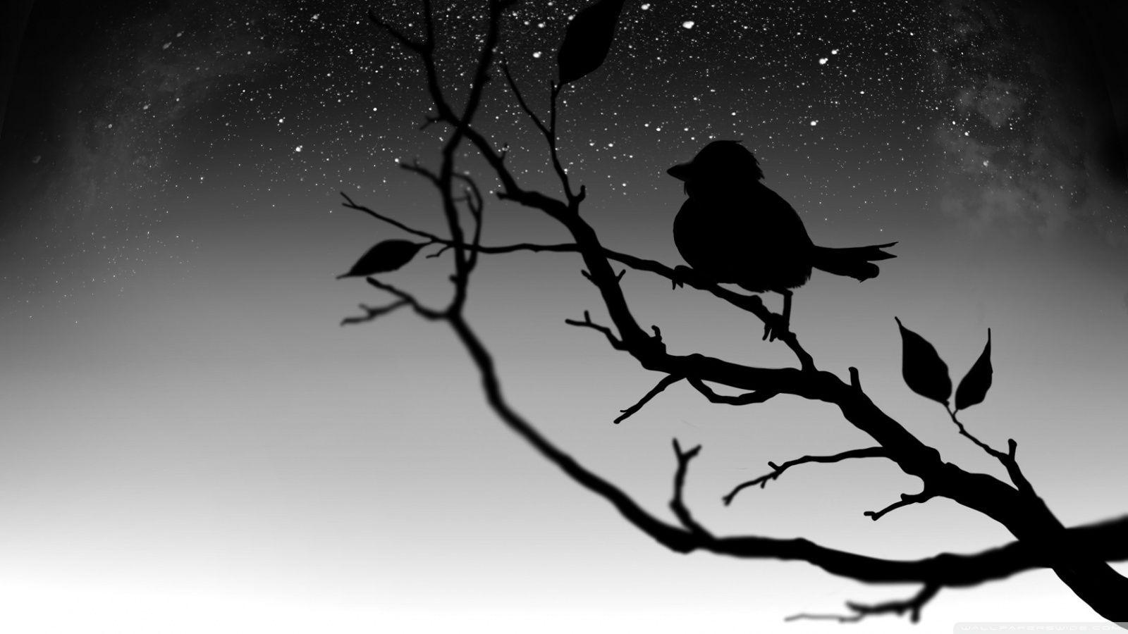 Black and White Bird Wallpapers - Top Free Black and White Bird Backgrounds - WallpaperAccess