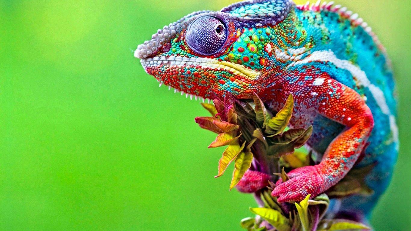 1366x768 1366x768 HD desktop wallpaper animals