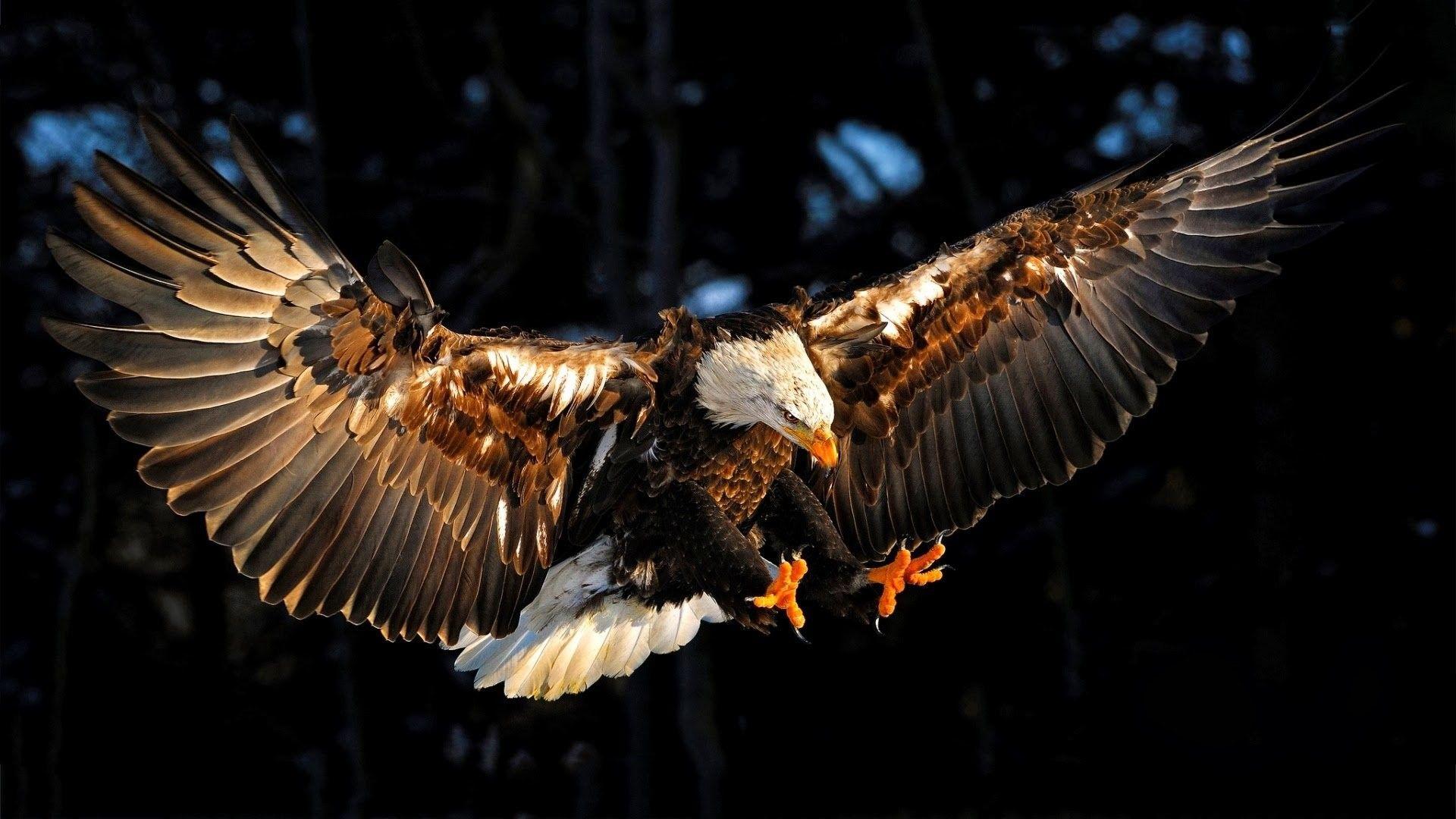 Eagle Wallpapers - Top Free Eagle Backgrounds - WallpaperAccess