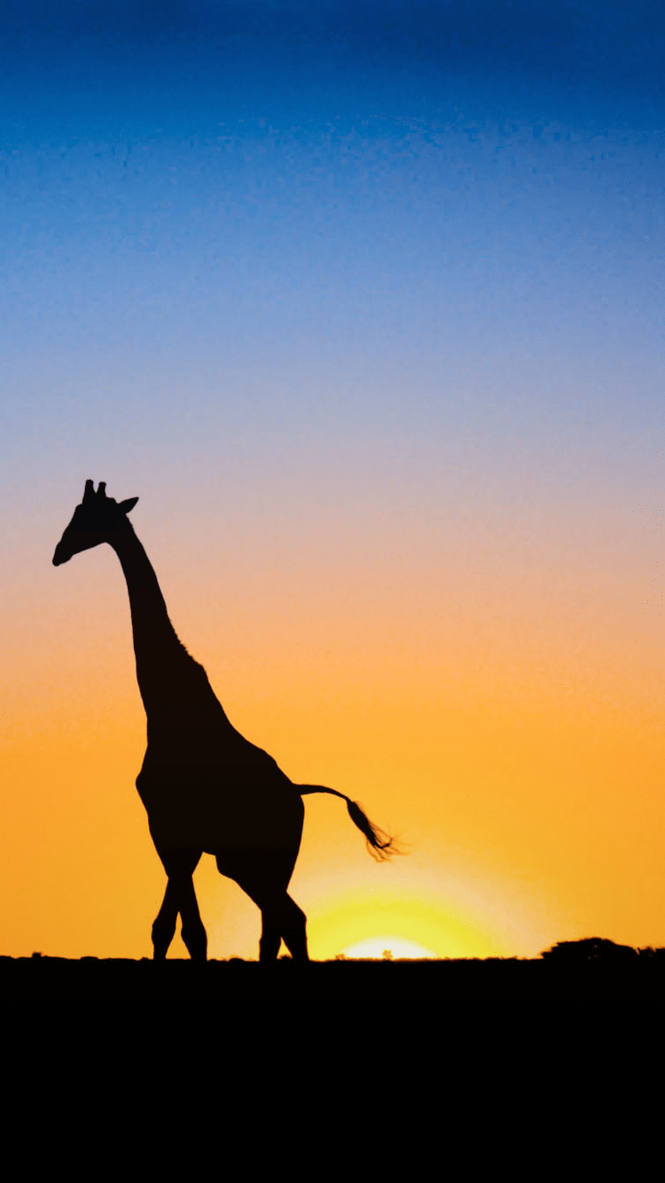 Giraffe  iPhone 4 Wallpaper  HD  riWallpaper