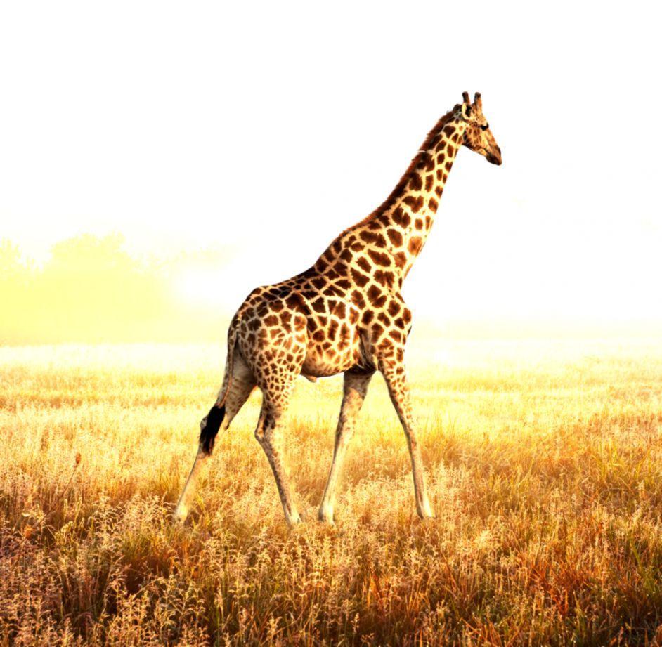 Cool Giraffe Wallpapers - Top Free Cool Giraffe Backgrounds ...